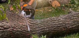 Best Leaf Removal  in Battle Ground, WA