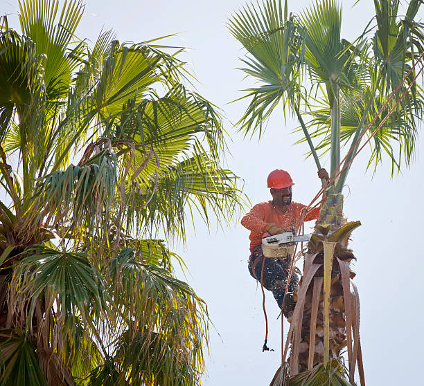 Best Fruit Tree Pruning  in Battle Ground, WA
