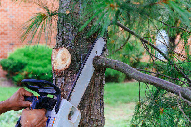 Best Tree Trimming and Pruning  in Battle Ground, WA